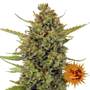 Acapulco gold seeds
