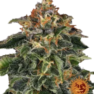 MOby Dick barneys farm seeds