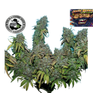 JACK HERER cannabis seeds Σπόροι Κάνναβης Θεσσαλονικη Αυτόματης Άνθισης και Φωτοπεριόδου με υψηλό THC για αγορά στην καλύτερη τιμή | Fresco Seedshop Headshop