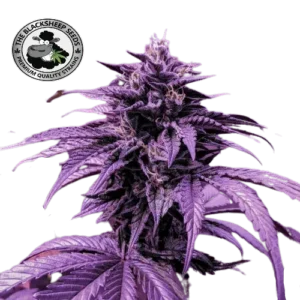GODFATHER OG SEEDS