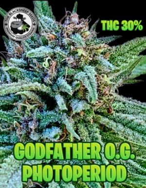 Cannabis seeds Godfather O.G.