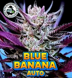 Blue Banana auto cannabis seeds