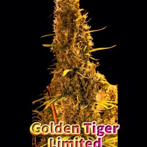 Golden Tiger Thai Dominant 3rd version Feminized