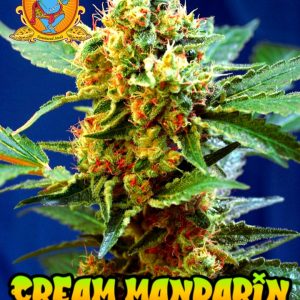 CREAM MANDARIN XL AUTO cannabis seeds