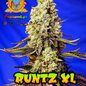 runtz xl auto cannabis seeds