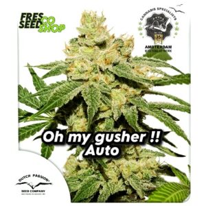 Auto Oh My Gusher Dutch Passion