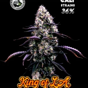 King of LA seeds