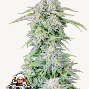 afghan kush auto fastbuds