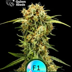 Medusa F1 autoflowering