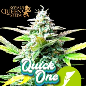 Quick One Autoflower