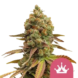 Special Queen 1