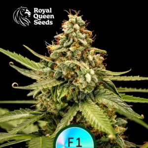 Titan F1 Royal queen