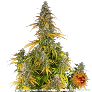 watermelon-zkittlez-auto photography